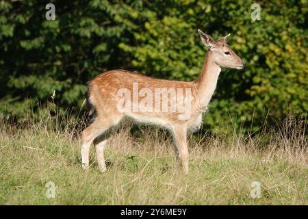 Summer UK, Fallow Deer Fawn in Profile Stock Photo