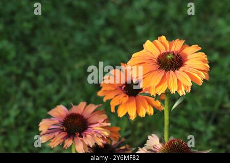 close-up of an orange echinacea purpurea flower in a flower bed against a green blurry background, selective focus, copy space Stock Photo
