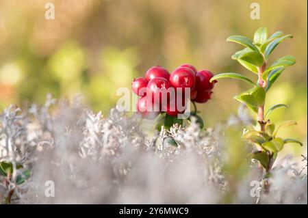 Red ripe lingonberries (Vaccinium vitis-idaea) and grey reindeer lichen (Cladonia rangiferina). Stock Photo