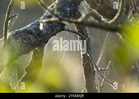 Close up of a UK spider's cobweb across a tree branch, backlit with early morning autumn sunshine. Stock Photo