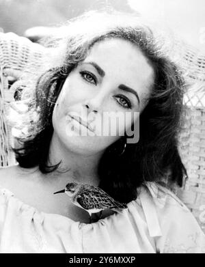 Elizabeth Taylor and her tiny friend, a sandpiper  in the field SandPiper 1965 Stock Photo