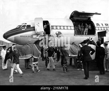 Harvey Smith, aged 29 (background), leads Madison Time aboard the Air France special aircraft for their flight to Mexico City from Heathrow Airport, London, where members of the British Equestrian team and their mounts are participating in the forthcoming Olympic Games.  Bringing up the rear in this picture is O'Malley, owned by Yorkshire businessman, Mr Robert Hanson. - 23rd September 1968 - ©TopFoto Stock Photo