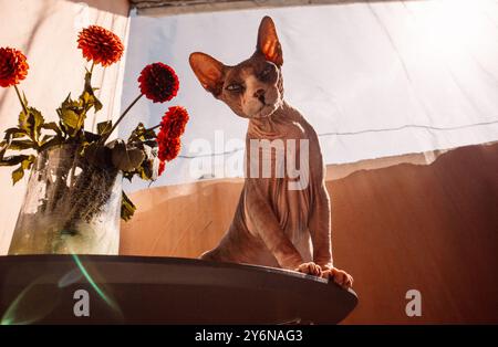 Curios sphynx cat with big ears sitting on a table, a green glass vase with red dahlia bouquet flowers. Funny cat looking at camera A pet in sunny day Stock Photo