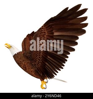 3D rendering of a bald eagle isolated on white background Stock Photo ...