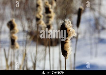 Typha latifolia, also called Bulrush or Common Cattail growing in a ...
