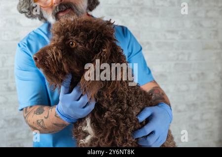 A veterinarian holds a brown curly-haired dog, indicating a pet health check scenario, highlighting the importance of pet healthcare. Stock Photo
