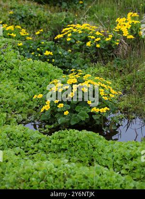 Marsh Marigold or Kingcup, Caltha palustris, Ranunculaceae. Iceland. Stock Photo
