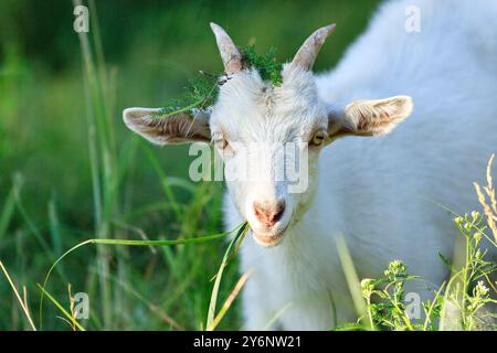 A white goat with horns looks straight ahead and eats grass. Wild nature, animals. Stock Photo