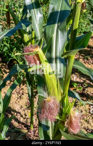 Detail of a corn silk from a female cob, skein of stigmas Stock Photo