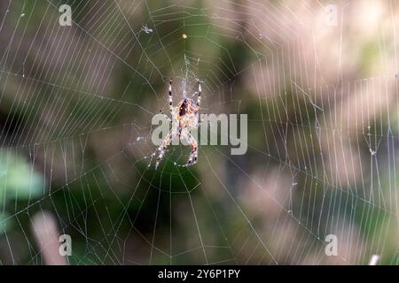 European garden spider (araneus diadematus) on its web Stock Photo