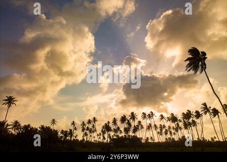 Stunning sunset over the palm trees of San Andres Island in Colombia Stock Photo