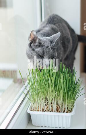 Russian blue cat on the window sill is eating grass for cats (oat sprouts) grown at plastic container Stock Photo
