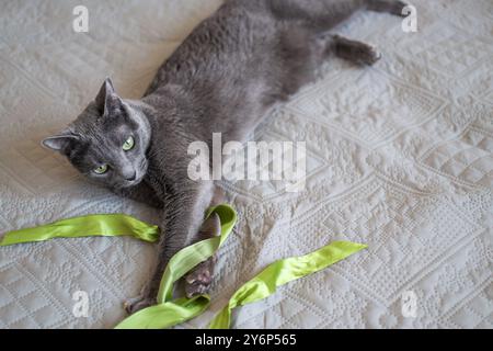 Russian Blue Cat is lying on a bed and playing with  ribbon Stock Photo