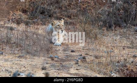 Gorgeous Lioness.Asiatic lion, endangered subspecies of lion, found in India's Gir Forest National Park, smaller than African lions. Stock Photo