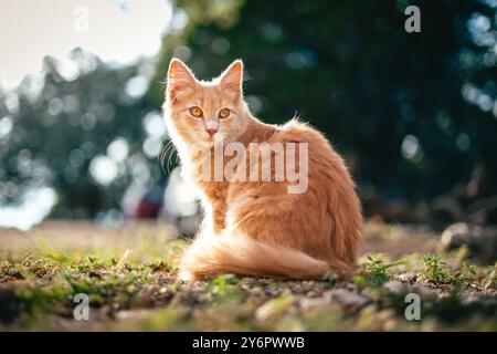 A beautiful ginger cat sitting outdoors on a sunny day with a blurred natural background. Stock Photo