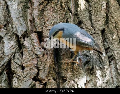Eurasian nuthatch, wood nuthatch, Kleiber, Spechtmeise, Sittelle torchepot, Sitta europaea, csuszka, Budapest, Hungary, Magyarország, Europe Stock Photo