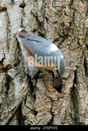 Eurasian nuthatch, wood nuthatch, Kleiber, Spechtmeise, Sittelle torchepot, Sitta europaea, csuszka, Budapest, Hungary, Magyarország, Europe Stock Photo