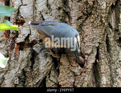 Eurasian nuthatch, wood nuthatch, Kleiber, Spechtmeise, Sittelle torchepot, Sitta europaea, csuszka, Budapest, Hungary, Magyarország, Europe Stock Photo