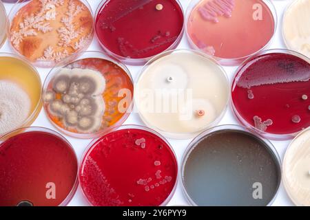 A variety of petri dishes showing different bacterial and fungal cultures in a laboratory setting. Stock Photo