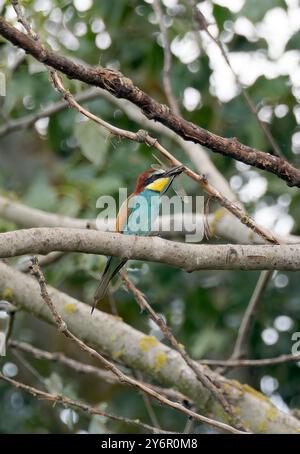European bee-eater, Bienenfresser, Guêpier d'Europe, Merops apiaster, gyurgyalag, méhészmadár, Hortobágy, Hungary, Magyarország, Europe Stock Photo