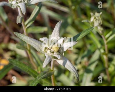 Leontopodium nivale, commonly called Edelweiss growing in a UK garden. Stock Photo