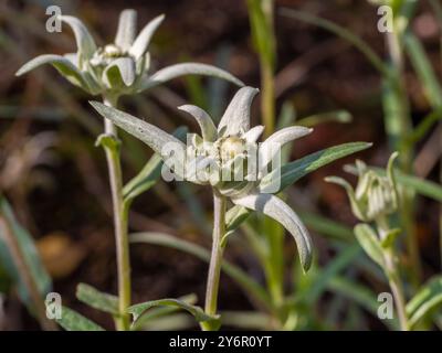 Leontopodium nivale, commonly called Edelweiss growing in a UK garden. Stock Photo