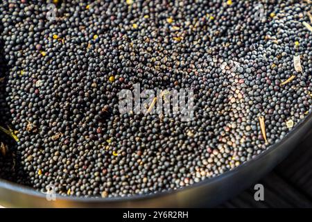 Rapeseed lies in a bowl on the farm of Julia Lundahl Persson on the island of Ven. The farmer presses the seeds into high-quality rapeseed oil. Mildahns väg, Landskrona kommun, Skåne, Sweden. Stock Photo