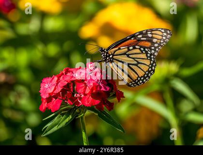 A Monarch Butterfly with beautiful wing colors sits atop a Red Sweet William flower offset by a colorful garden background. Stock Photo