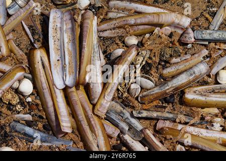 Looking Down On Various Shells And Razor Clam Shells Washed Up Scattered On A Sandy Beach At Low Tide, Snettisham,UK Stock Photo