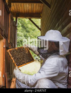 Male beekeeper doing an inspection, opening the beehive, checking brood ...
