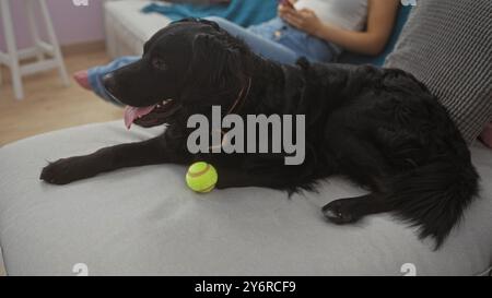 An adult woman relaxes indoors at home with her labrador dog lying on the couch next to a tennis ball in the living room. Stock Photo
