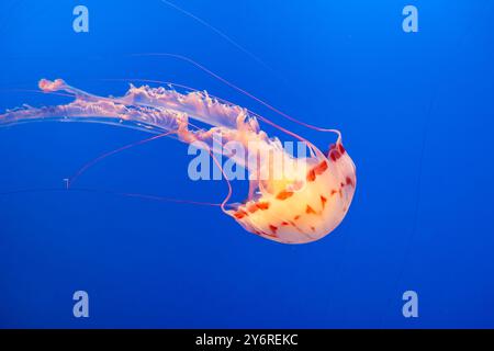 Black Sea Nettle, Chrysaora achlyos, giant,  jellyfish swimming underwater at the Monterey Bay Aquarium, California, USA Stock Photo