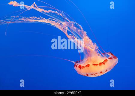 Black Sea Nettle, Chrysaora achlyos, giant,  jellyfish swimming underwater at the Monterey Bay Aquarium, California, USA Stock Photo