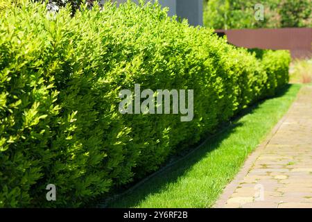 A beautiful hedge of Boxwood. Buxus plant pattern. Seamless texture of green natural background. Selective focus Stock Photo