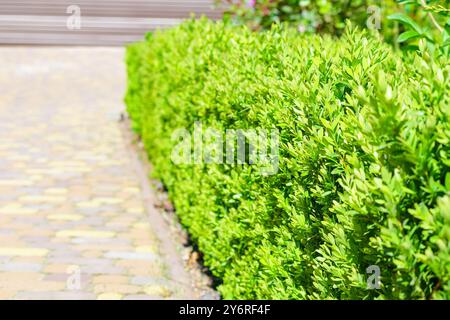 A beautiful hedge of Boxwood. Buxus plant pattern. Seamless texture of green natural background. Selective focus Stock Photo