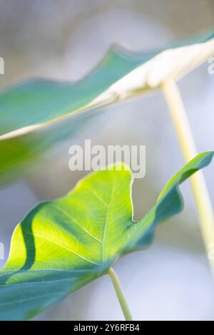 Vibrant green leaf of an Elephant ear plant, Colocasia esculenta. Stock Photo