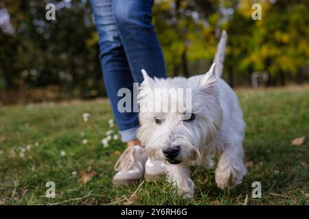 A small white dog walks on the grass next to a man in blue jeans. A cheerful dog walks in an autumn park, dog walking Stock Photo