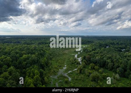 A lush green forest with a river running through it. The sky is cloudy, giving the scene a moody and serene atmosphere. Richmond, USA Stock Photo