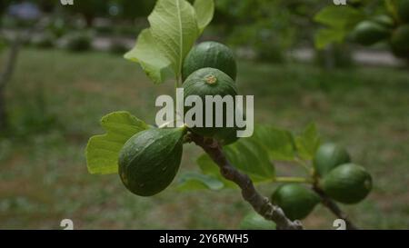 Green figs growing on a tree branch in an outdoor setting in puglia, southern italy on a sunny day. Stock Photo