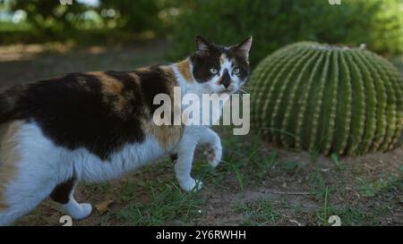 A calico cat walks on the ground next to a large cactus in an outdoor garden with green foliage and natural sunlight. Stock Photo