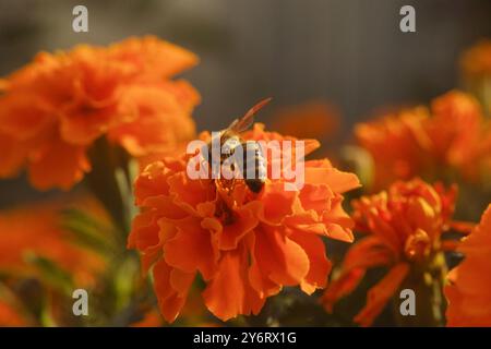 A honeybee pollinating a marigold flower at sunset. Close up. Stock Photo