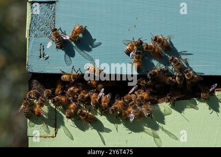 Bees, Beehives Stock Photo