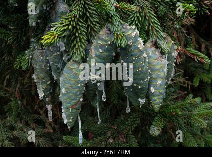 Resin dripping from the pine cones of an Oriental spruce Stock Photo