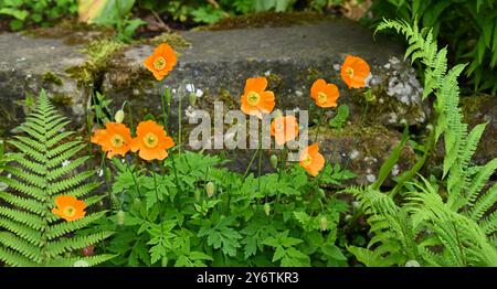 Orange spring flowers of Welsh poppy Meconopsis cambrica growing with ferns in stone wall UK garden May Stock Photo