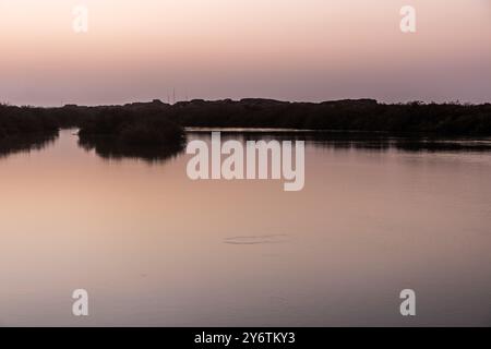 Mangroves on Farasan island, Saudi Arabia Stock Photo