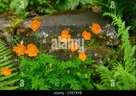 Orange spring flowers of Welsh poppy Meconopsis cambrica growing with ferns in stone wall UK garden May Stock Photo