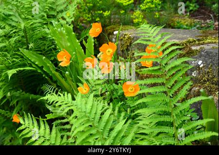 Orange spring flowers of Welsh poppy Meconopsis cambrica growing with ferns in stone wall UK garden May Stock Photo
