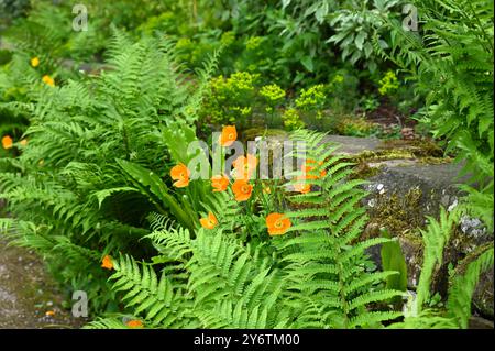 Orange spring flowers of Welsh poppy Meconopsis cambrica growing with ferns in stone wall UK garden May Stock Photo