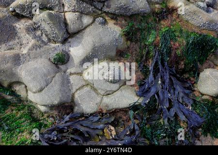 Limpets and seaweed on a rock, tidal rock pool, Swansea, South Wales, UK. Taken September 2024 Stock Photo