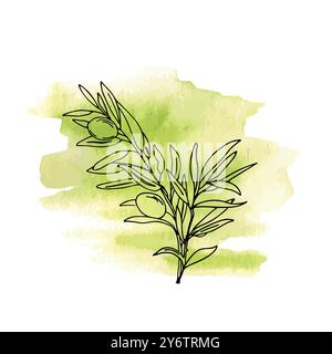 Olive Branch with Olives on green Watercolor background. Hand drawn Vector illustration in outline style. Line art for cards, posters and logos. Stock Vector